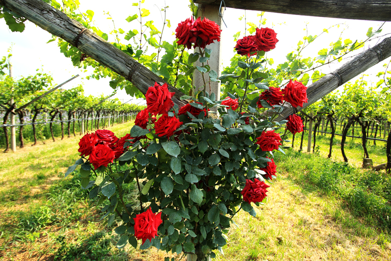Vendemmia in arrivo: perché si piantano le rose accanto alle viti?