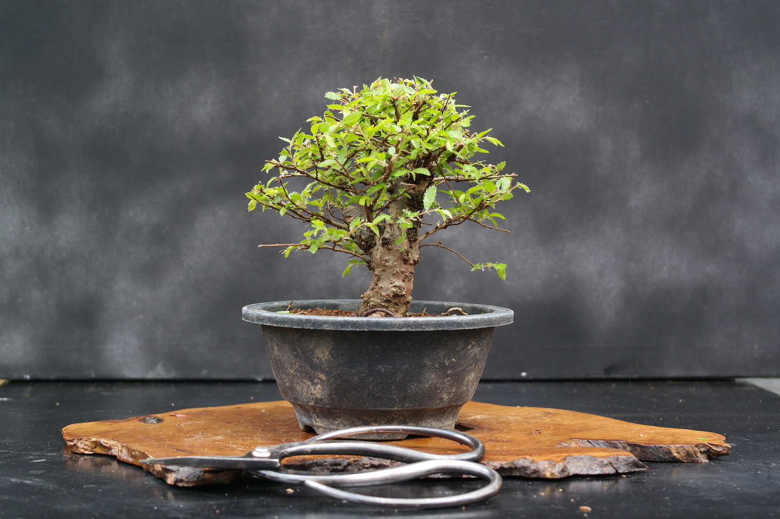 Un bonsai è per la vita. La bellezza del tempo in una pianta 