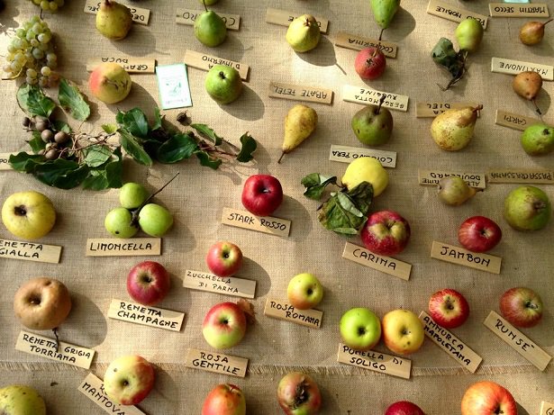 Coltivare i frutti antichi tra scoperta e tradizione: dalle loro caratteristiche a come trapiantarle e curarle