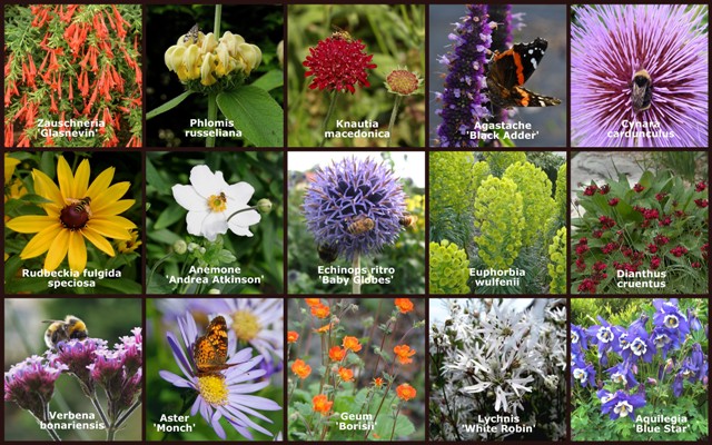 Come si chiama? I nomi più particolari dei fiori più belli