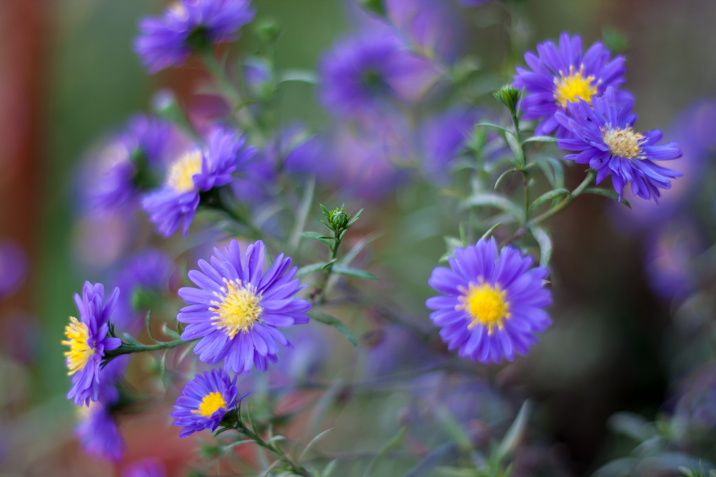 Fiori a settembre: le 7 piante più belle per decorare il vostro balcone e giardino