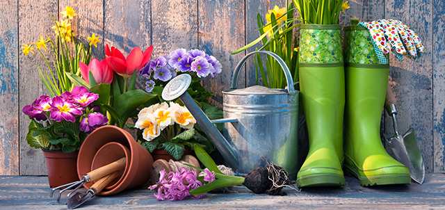 Giardinaggio per principianti: i primi passi per coltivare le tue piante in giardino e sul tuo balcone