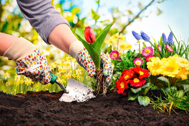 Giardinaggio per principianti: i primi passi per coltivare le tue piante in giardino e sul tuo balcone