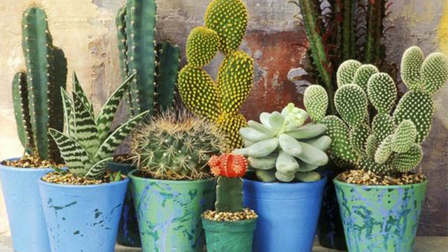 Piante grasse? Non solo spine! Amiche ideali per tutti