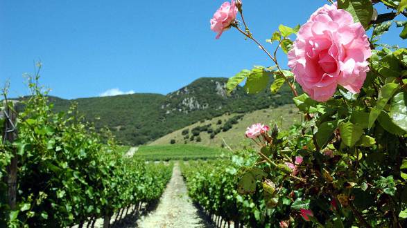 Vendemmia in arrivo: perché si piantano le rose accanto alle viti?